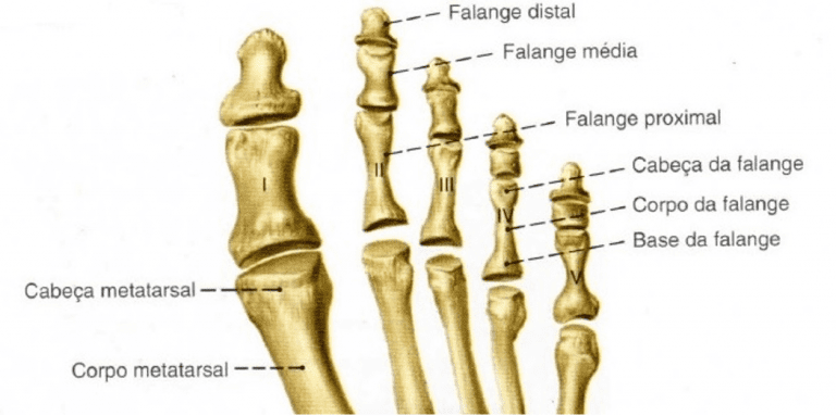 Anatomia do pé e suas malformações congênitas Revista