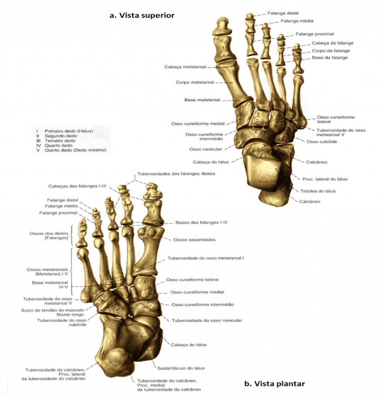 Anatomia Do P E Suas Malforma Es Cong Nitas Revista