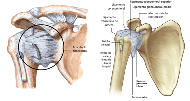 Anatomia E Cinesiologia Do Complexo Articular Do Ombro