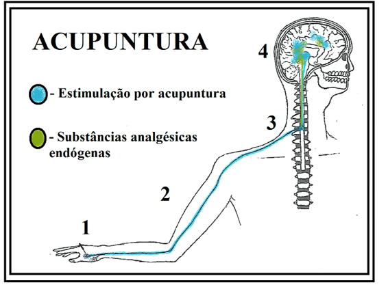 Atividades Sobre Sistema Nervoso - Ensino Fundamental. 503