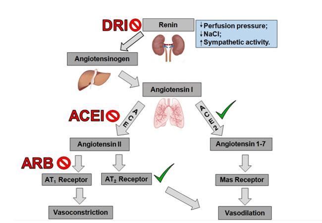 2 Mecanismos de Acao dos Anti-hipertensivos - Farmacologia I