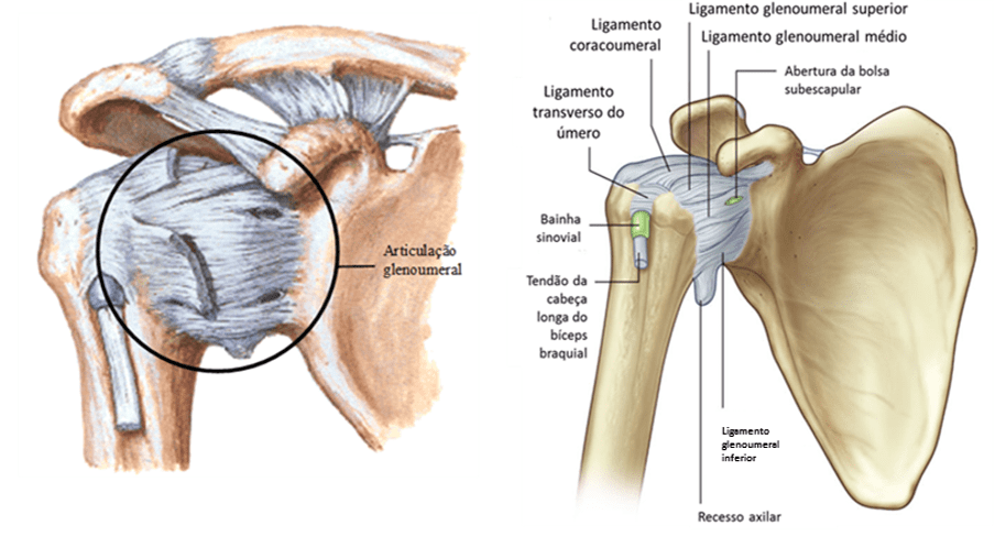Análise anatômica e funcional da cintura escapular e seus músculos