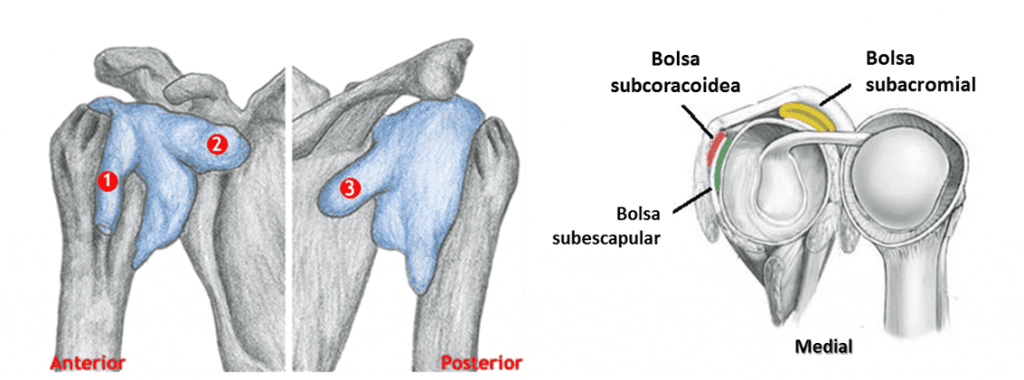 Anatomia E Cinesiologia Do Complexo Articular Do Ombro