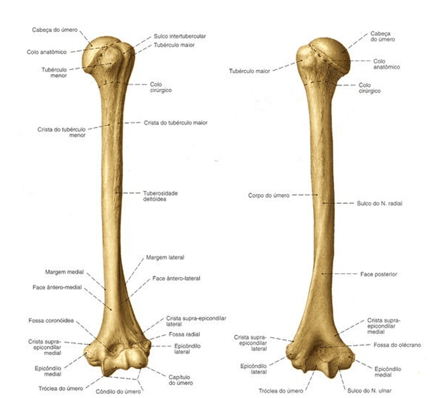 Articulações do esqueleto apendicular inferior